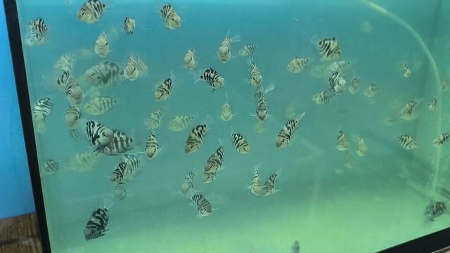 короткий обзор смотреть онлайн