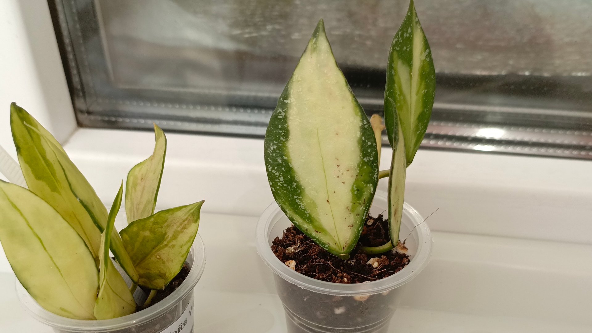 Новые хойи. Неудачные черенки хой смотреть онлайн