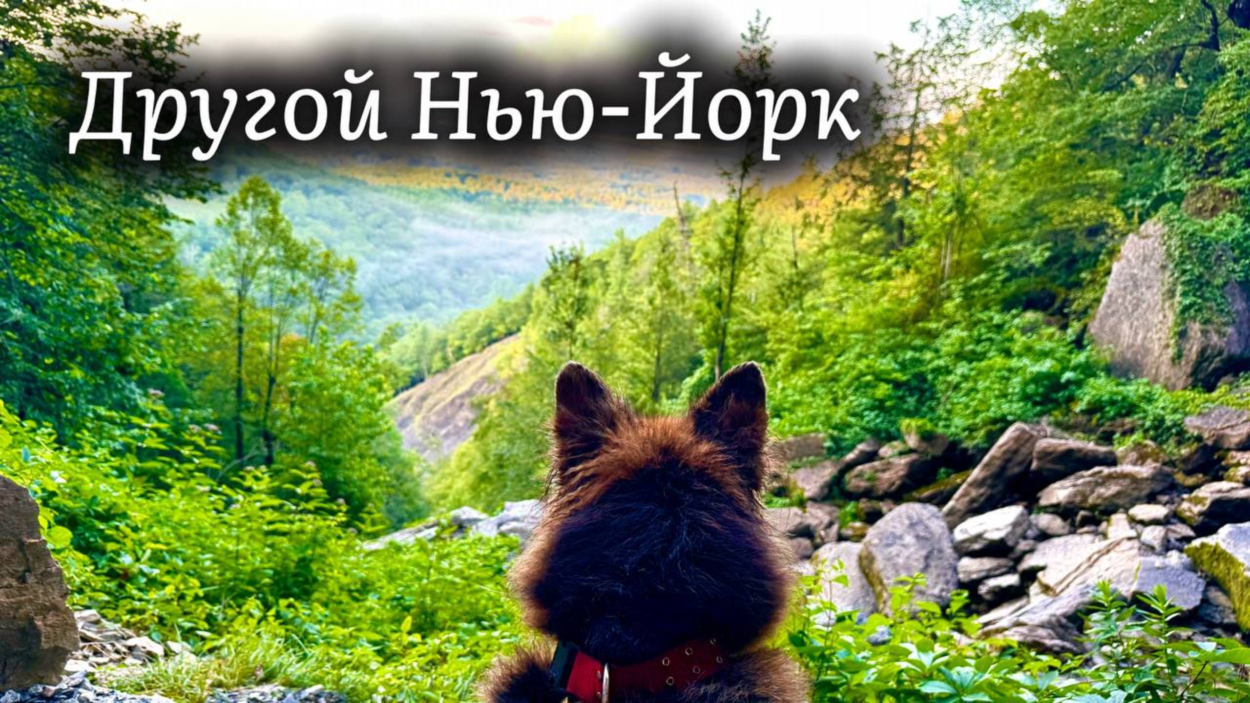 Тишина, лес и Верный ДРУГ / Хайкинг с немецкой овчаркой в горах штата Нью-Йорк #хайкинг #природа смотреть онлайн