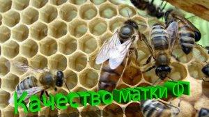 Стоит ли покупать карнику Ф1 от ИО? Мнение профессора Кашковского