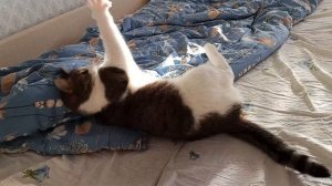 Котик.Видео со скоростью 2х