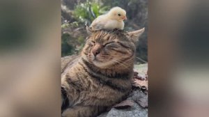 Улыбнитесь вместе с самыми смешными и пушистыми котиками!