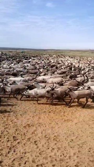Загон оленей 2 ч. смотреть онлайн