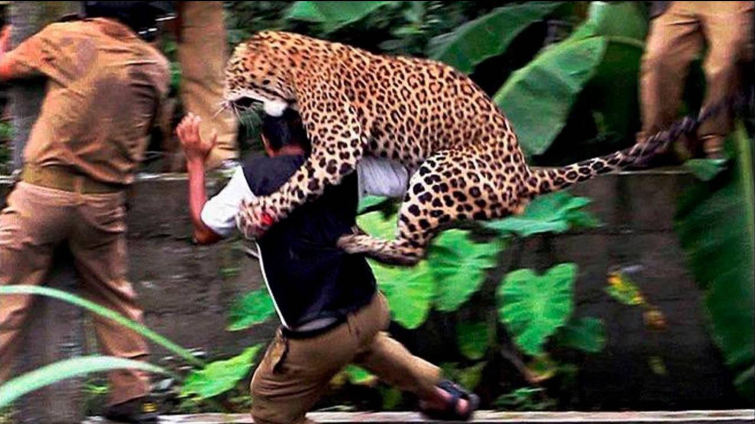 Леопарды нападают на людей в Индии _ Самые опасные моменты с дикими животными смотреть онлайн