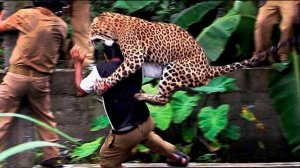 Леопарды нападают на людей в Индии _ Самые опасные моменты с дикими животными