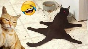 СМЕШНО ДО СЛЕЗ 😹😍 СМЕШНЫЕ КОТЫ, ЛУЧШИЕ ПРИКОЛЫ С КОТАМИ, КОШКИ, СОБАКИ , ЖИВОТНЫЕ 🥰