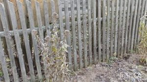 Видео - болталочка по понедельникам.