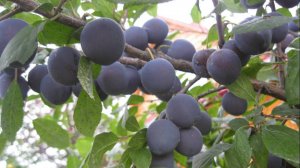 Противоречивый тёрн