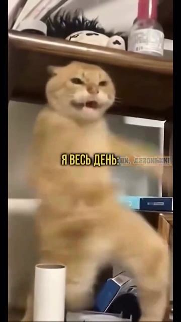 1000434085.mp4 смотреть онлайн