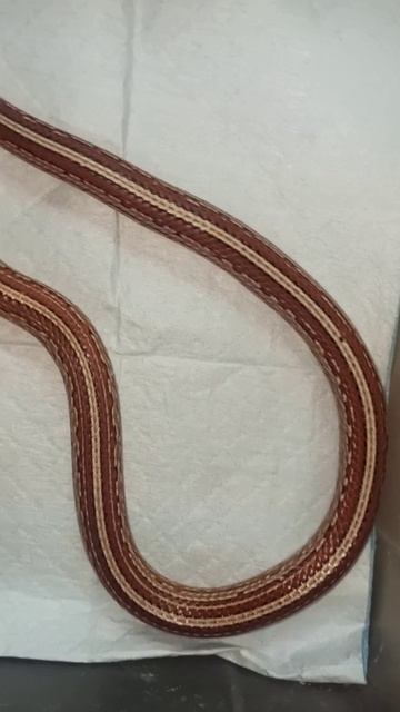 Катриель. Маисовый полоз. 4 ноября 2025 г. смотреть онлайн