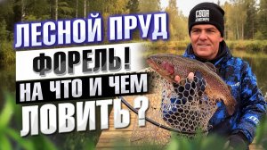 Лесной ПРУД Кишит ФОРЕЛЬЮ Рыбалка на спиннинг Ловля форели на резину и блесна