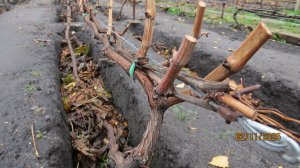 2-4 НОЯБРЯ 2025 ГОДА. ПОДГОТОВКА КУСТОВ ВИНОГРАДА И УКРЫТИЕ ИХ ПОД ЗИМУ ШИФЕРОМ!