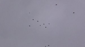 Курские голуби.