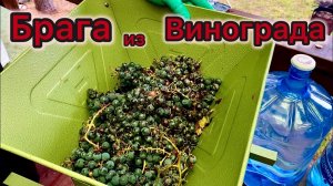 Брага из винограда Изабелла