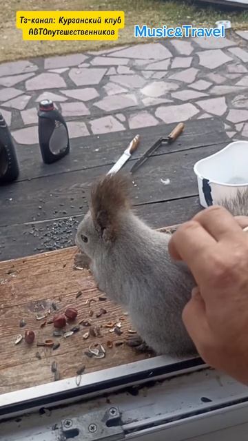 🐿️ Белочка доверилась людям смотреть онлайн