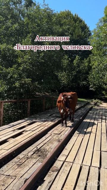 Активация «Благородный человек»