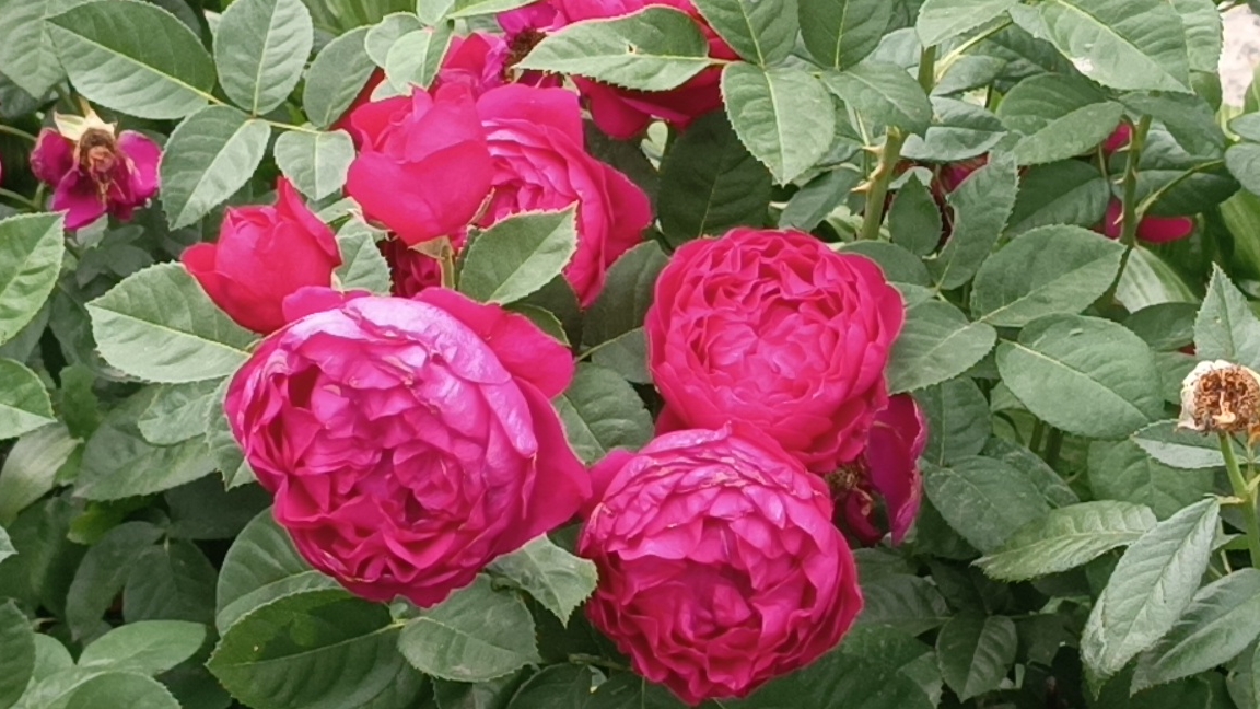 Эффектная роза Аскот (Ascot).