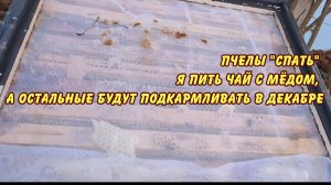 пчелы спать я пить чай с мёдом а остальные будут подкармливать в декабре