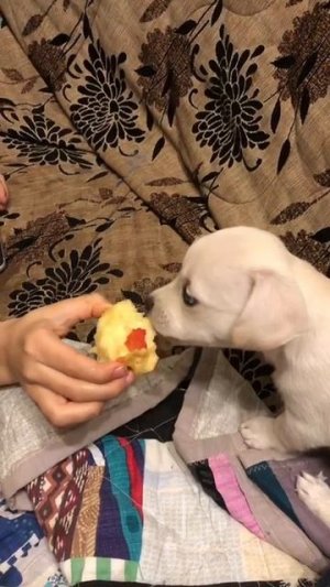 Операция «Яблоко»: миссия выполнима