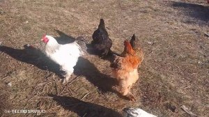 Курочки и Петушки какие они милые