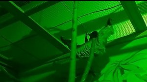 Шустрый ленивец