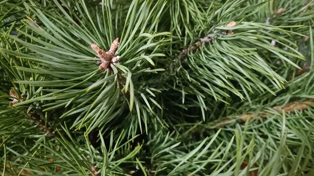 Неожиданный поворот в деле Усольцевых смотреть онлайн