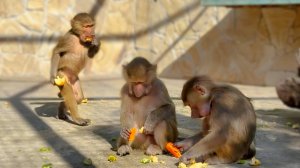 Если кушать - то до ИКОТЫ! Осеннее угощение Степе, Тосе и Мане - так вкусно, что драться некогда!