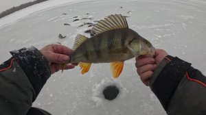 Второй день рыбалки, щука не так активна, зато окунь даёт жару.