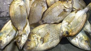 Морская рыбалка осенью, отводной поводок, ловля ласкиря и скорпены