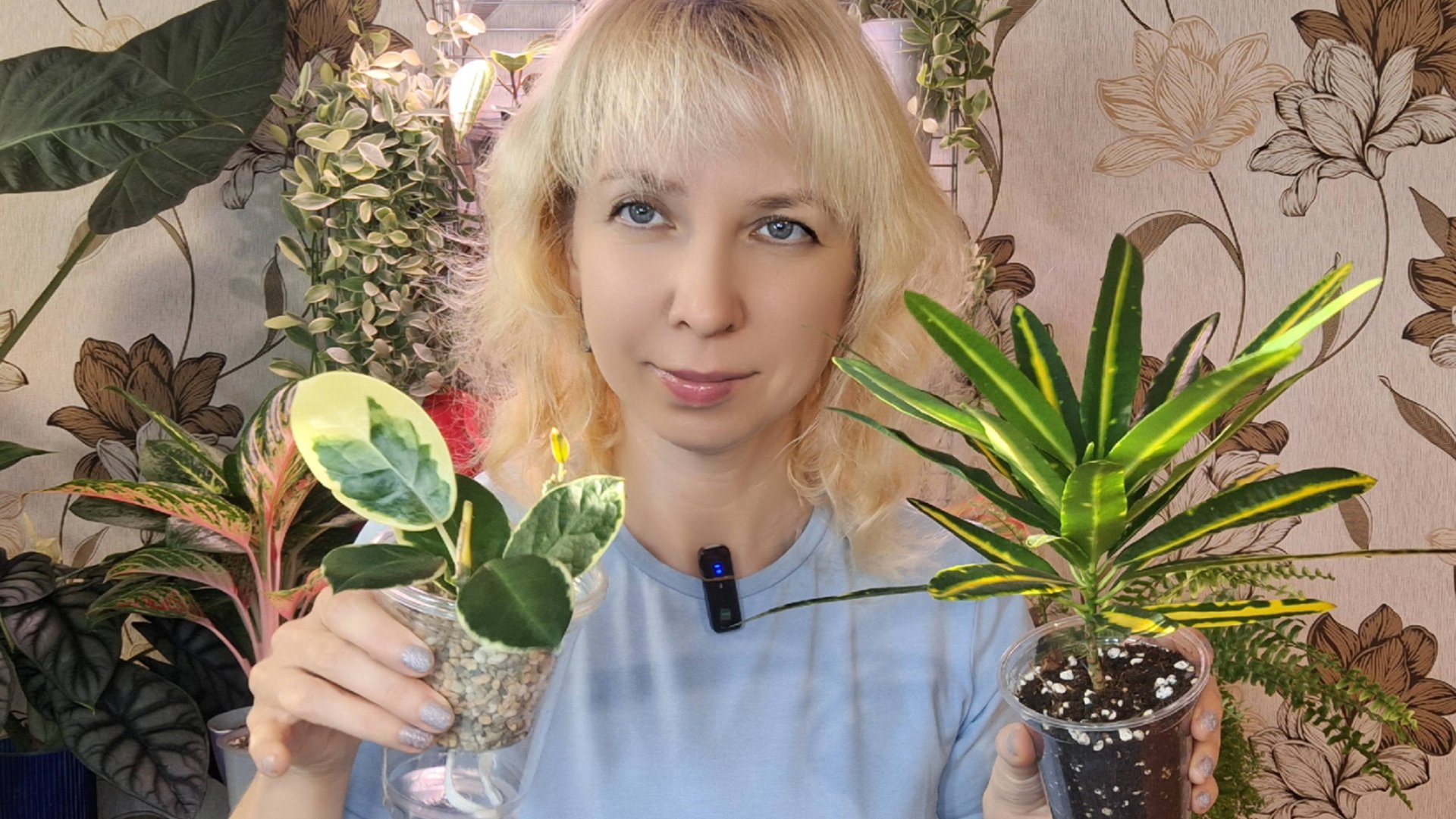 Пересадка кротона и красотки хойи. смотреть онлайн