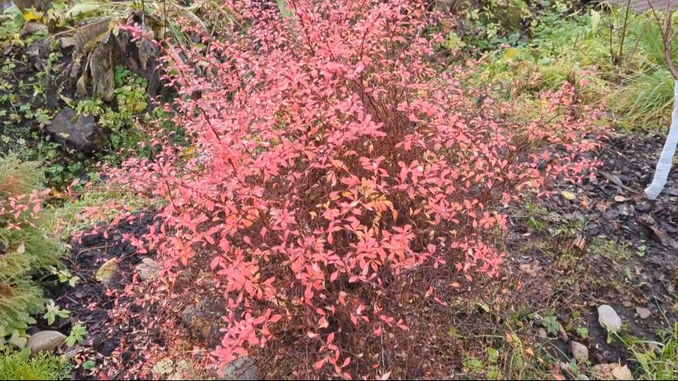 09-11-2025.Дача..Закрываем сезон😭так не хочется...но ничего скоро весна!!!(02.-04.11.25) смотреть онлайн