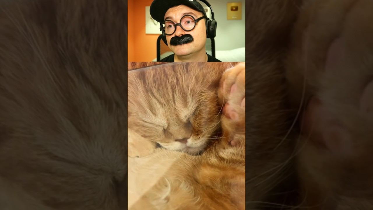 Котик уснул на стекле смотреть онлайн