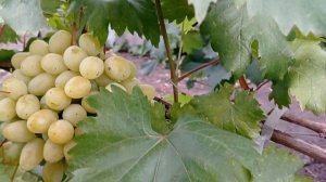 Виноград Слава Украины.