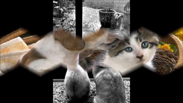 Одинаковые сны (О. Митяев). Александр Д.