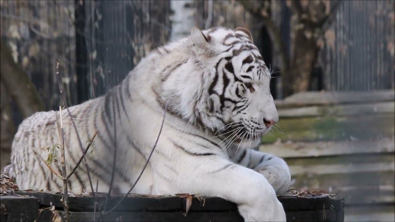 Бенгальский тигр Кови любит наблюдать за посетителями и за сотрудниками зоопарка 30.10.2025 смотреть онлайн
