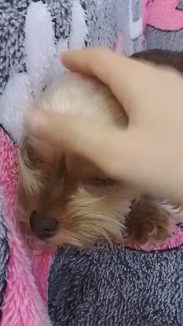 часть 2 с моей любимой собачкой!!! ☺ смотреть онлайн