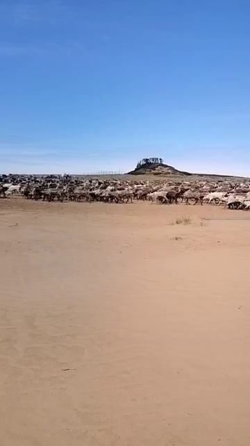 Загон оленей в караль 1 ч. смотреть онлайн