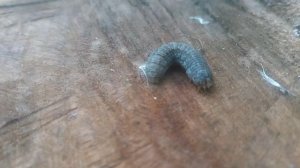 Гусеница — личинка насекомых