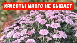 #118🏡Последняя новинка/Как сохранить Мультифлору на зиму/Черенкую/Сажу/Пересаживаю/Заготовки