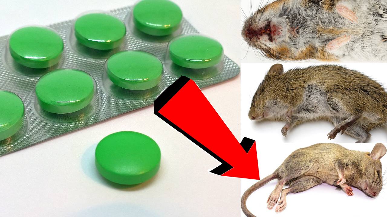 Как избавиться от мышей и крыс навсегда За 1 минуту..!!!... смотреть онлайн
