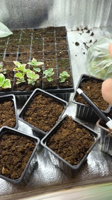 Пересадка укоренившиеся черенков бересклета форчуна 🌱 смотреть онлайн