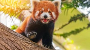 Красная панда - милота 🤗