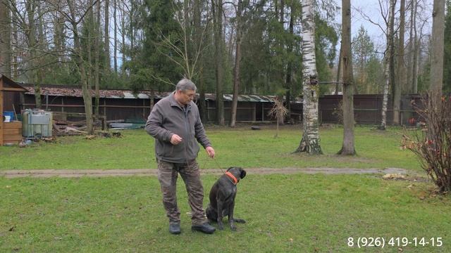 Как научить собаку ходить рядом смотреть онлайн