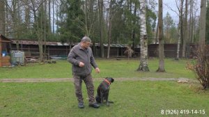 Как научить собаку ходить рядом