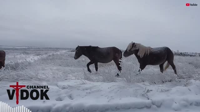 🐎 ЛОШАДИ НА МЕСТЕ ПОКОЯ… Что они чувствуют, стоя среди крестов? смотреть онлайн