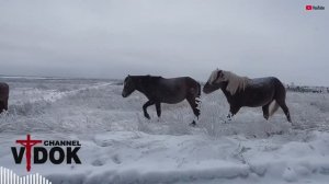 🐎 ЛОШАДИ НА МЕСТЕ ПОКОЯ… Что они чувствуют, стоя среди крестов?