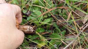 Ноябрь 2025. Собираю грибы в лесу