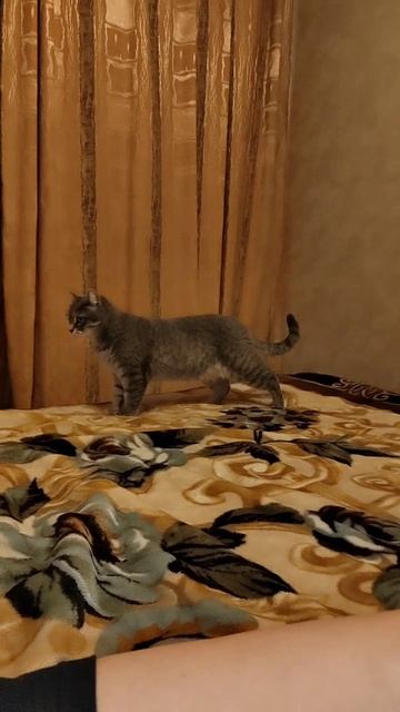 Кисанька смотреть онлайн