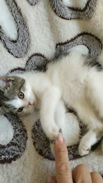 Чика, наш новый жилец смотреть онлайн