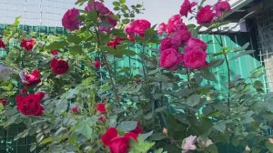 Розы Бенджамин Бриттен и Флорентина.